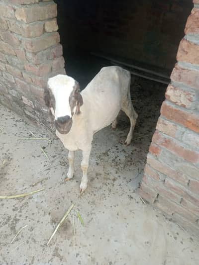 Mundra chtra