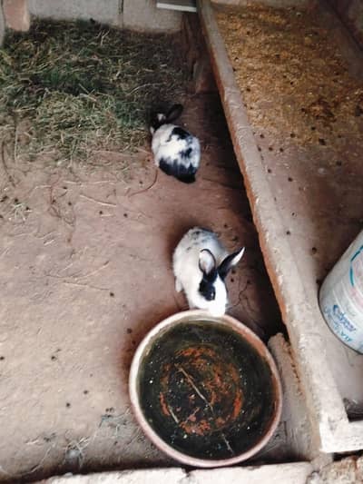 rabbit pairs for sale