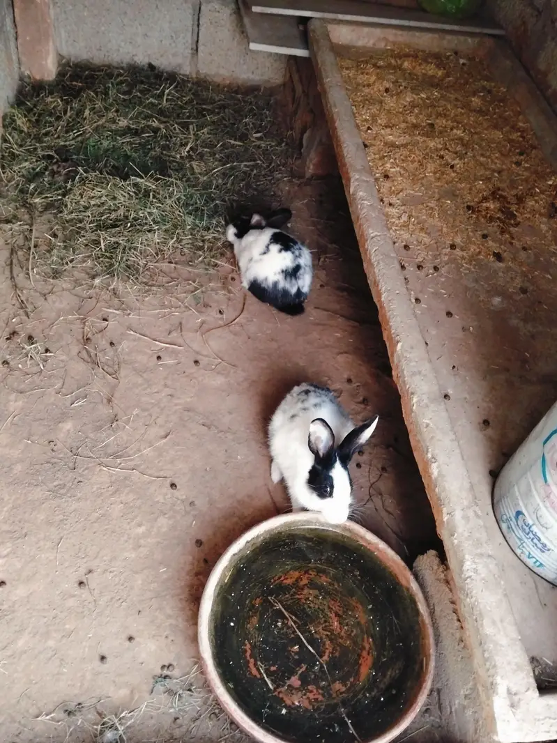 rabbit pairs for sale — photo 2