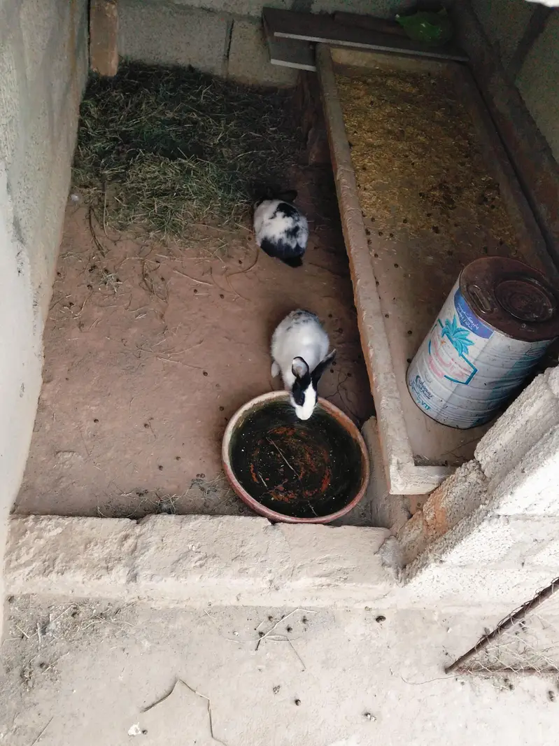 rabbit pairs for sale — photo 3