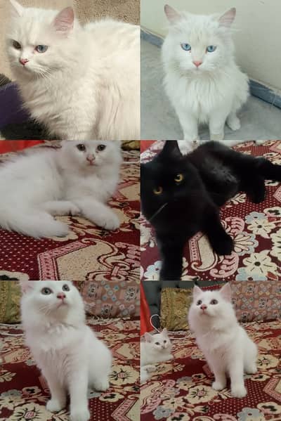 PERSION CATS FOR SALE