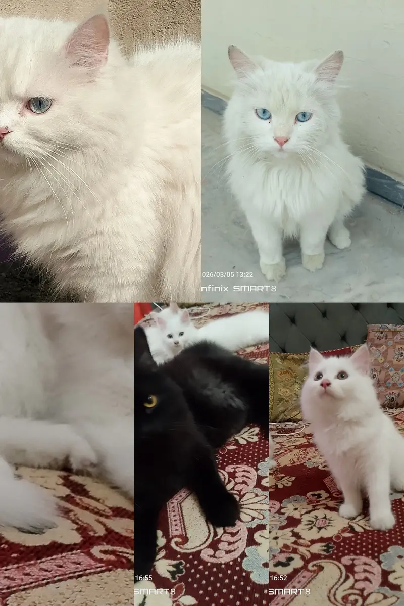 PERSION CATS FOR SALE — photo 2