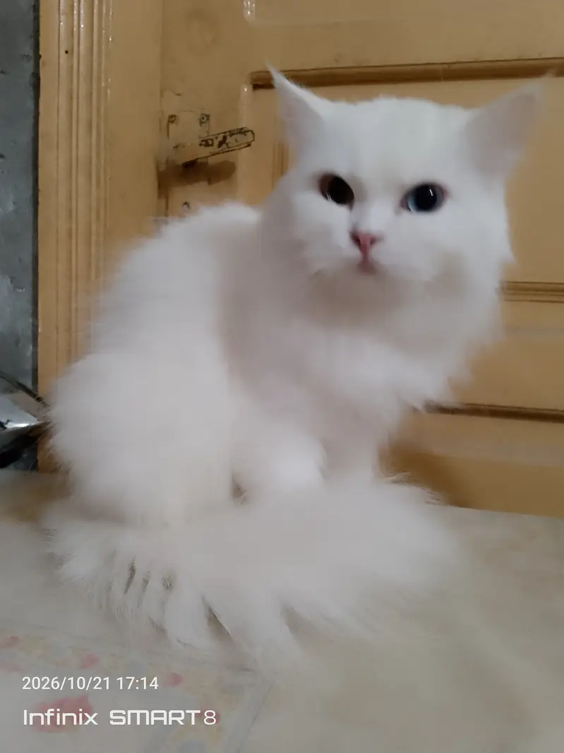 PERSION CATS FOR SALE — photo 3