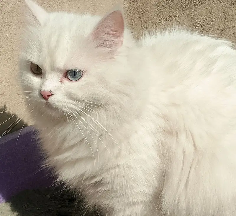 PERSION CATS FOR SALE — photo 4