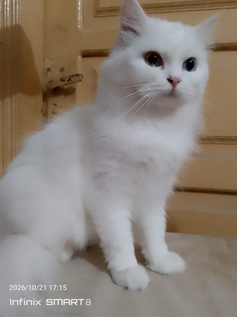 PERSION CATS FOR SALE — photo 5