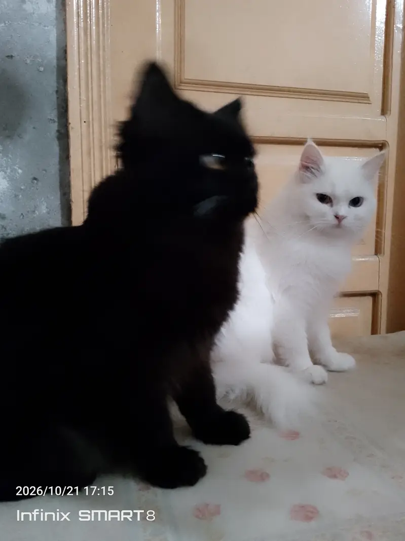 PERSION CATS FOR SALE — photo 6