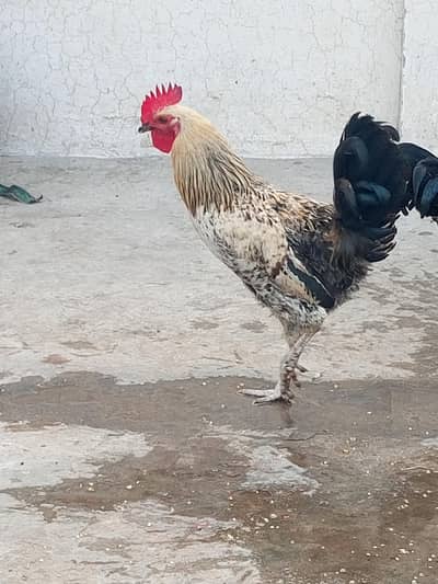 Desi Hen/murgea