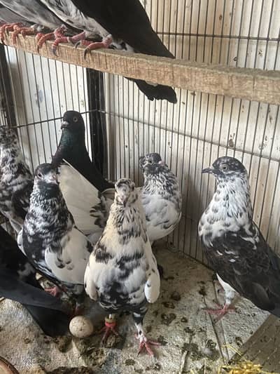 Mix pigeons