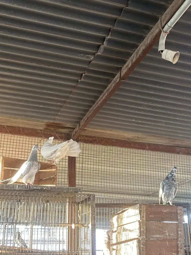 Mix pigeons — photo 2
