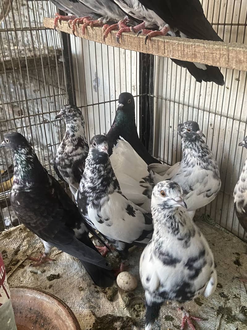 Mix pigeons 2
