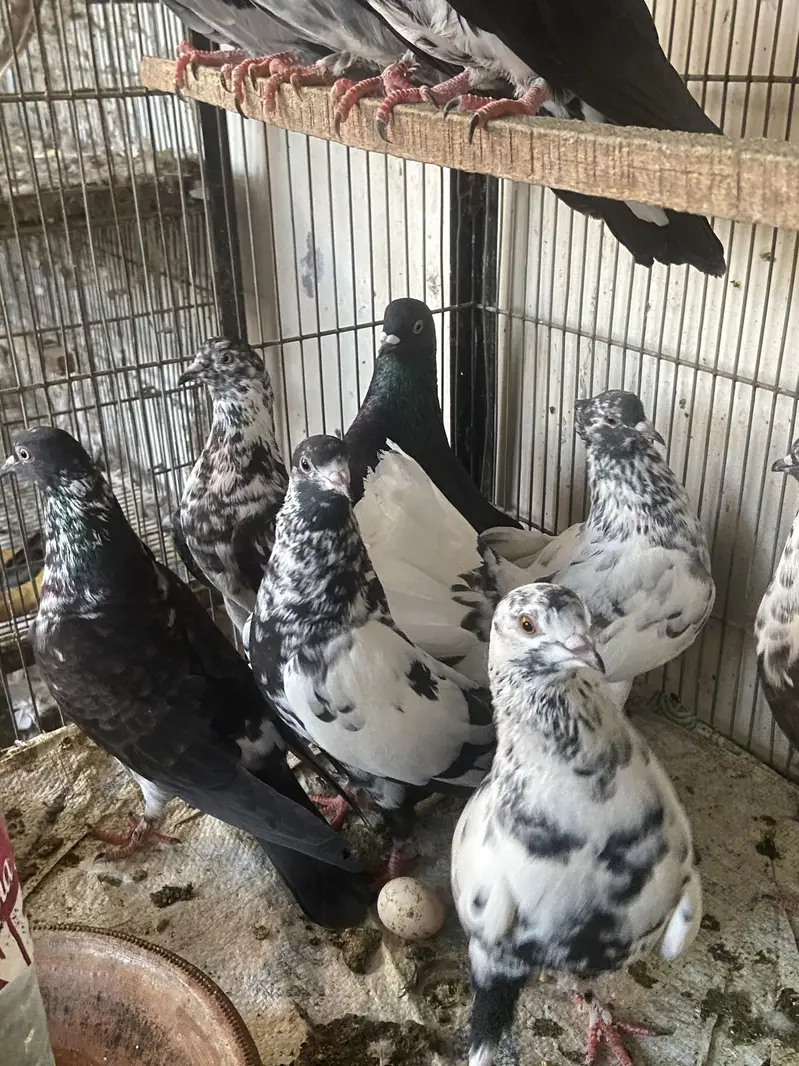 Mix pigeons — photo 3