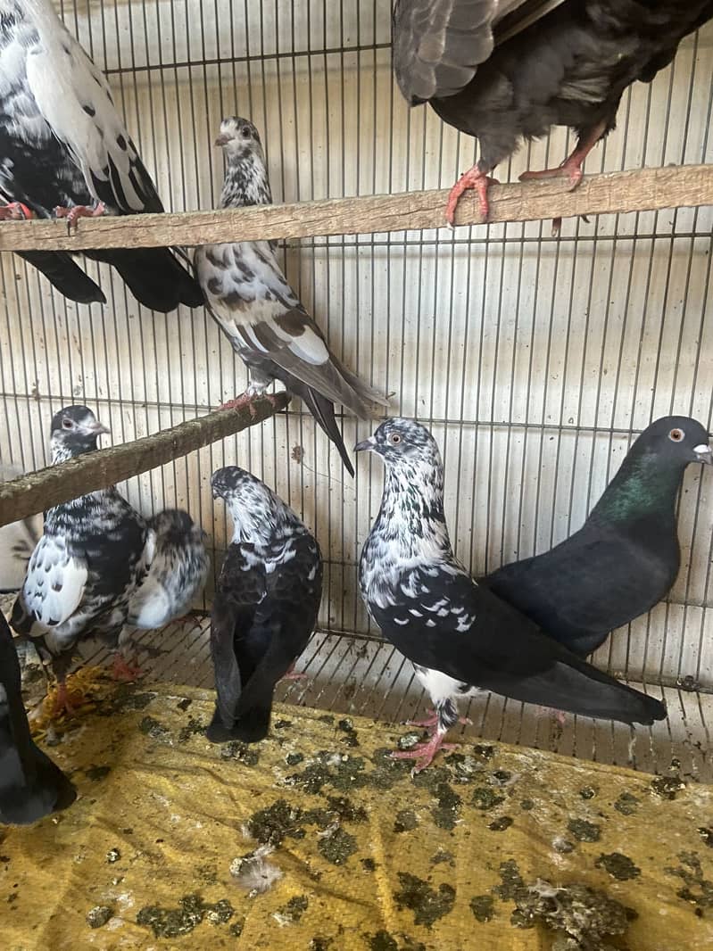 Mix pigeons 3