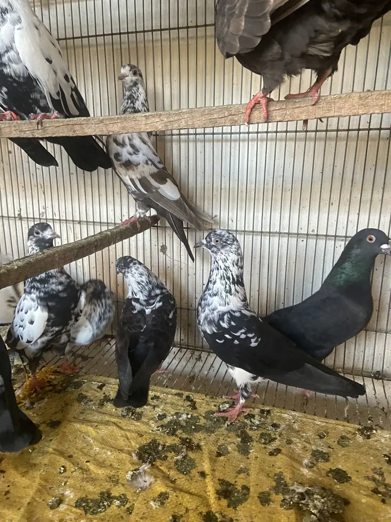 Mix pigeons — photo 4