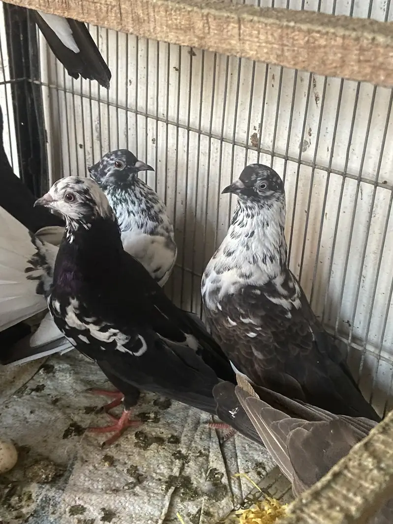 Mix pigeons — photo 5