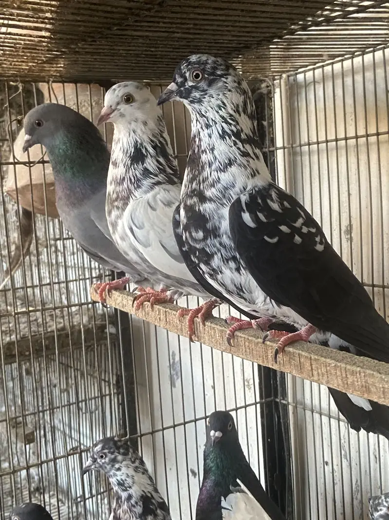 Mix pigeons — photo 6