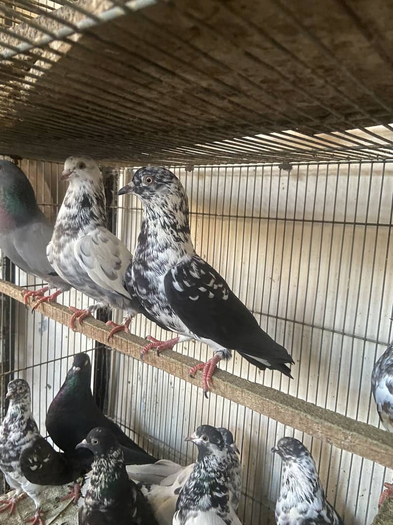 Mix pigeons 6