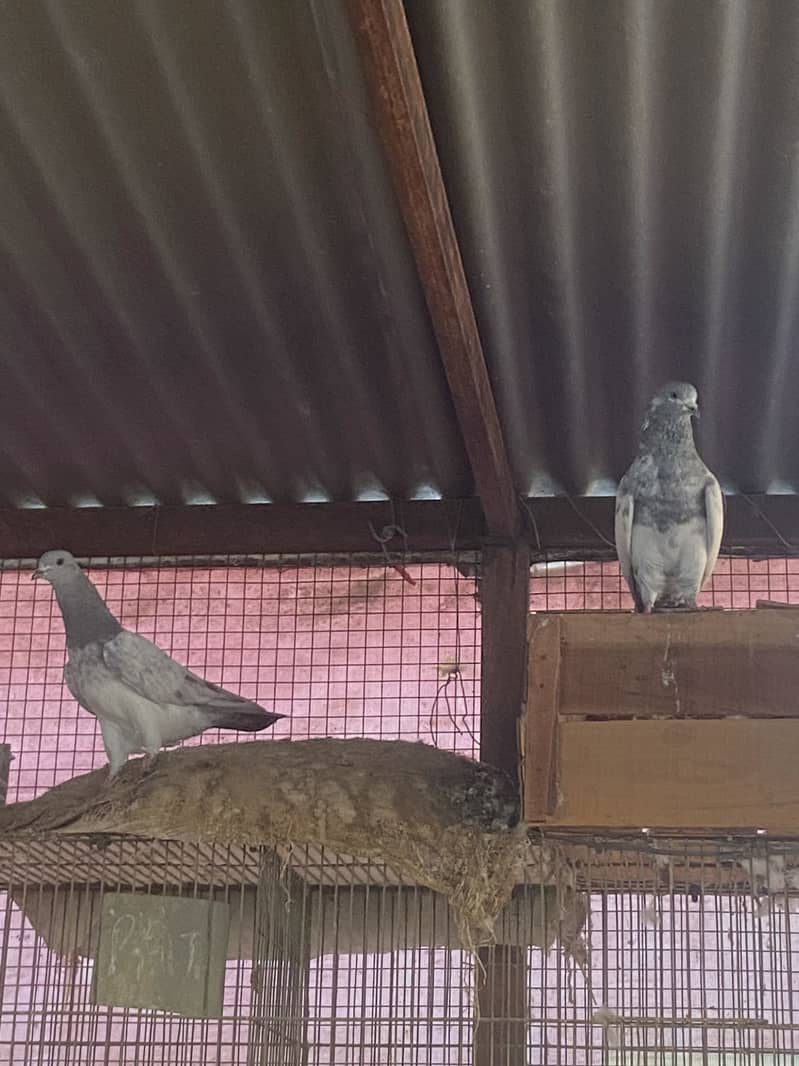 Mix pigeons 7