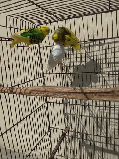 Australian Parrot Urgent for sale