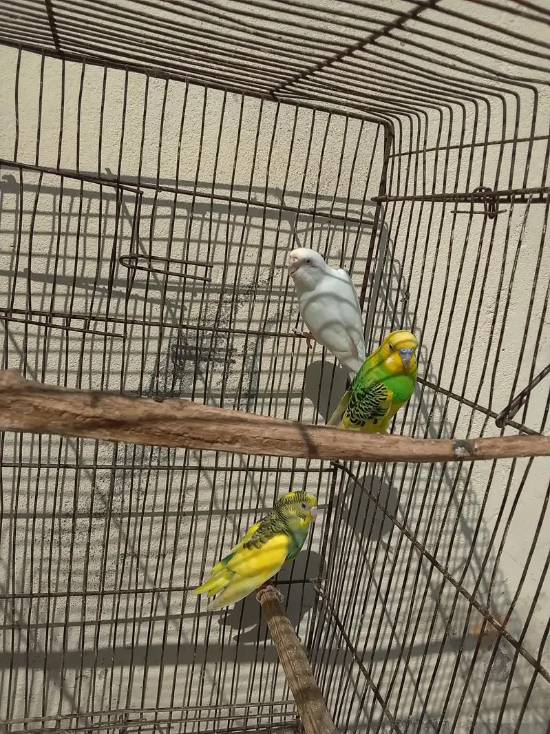Australian Parrot Urgent for sale — photo 2