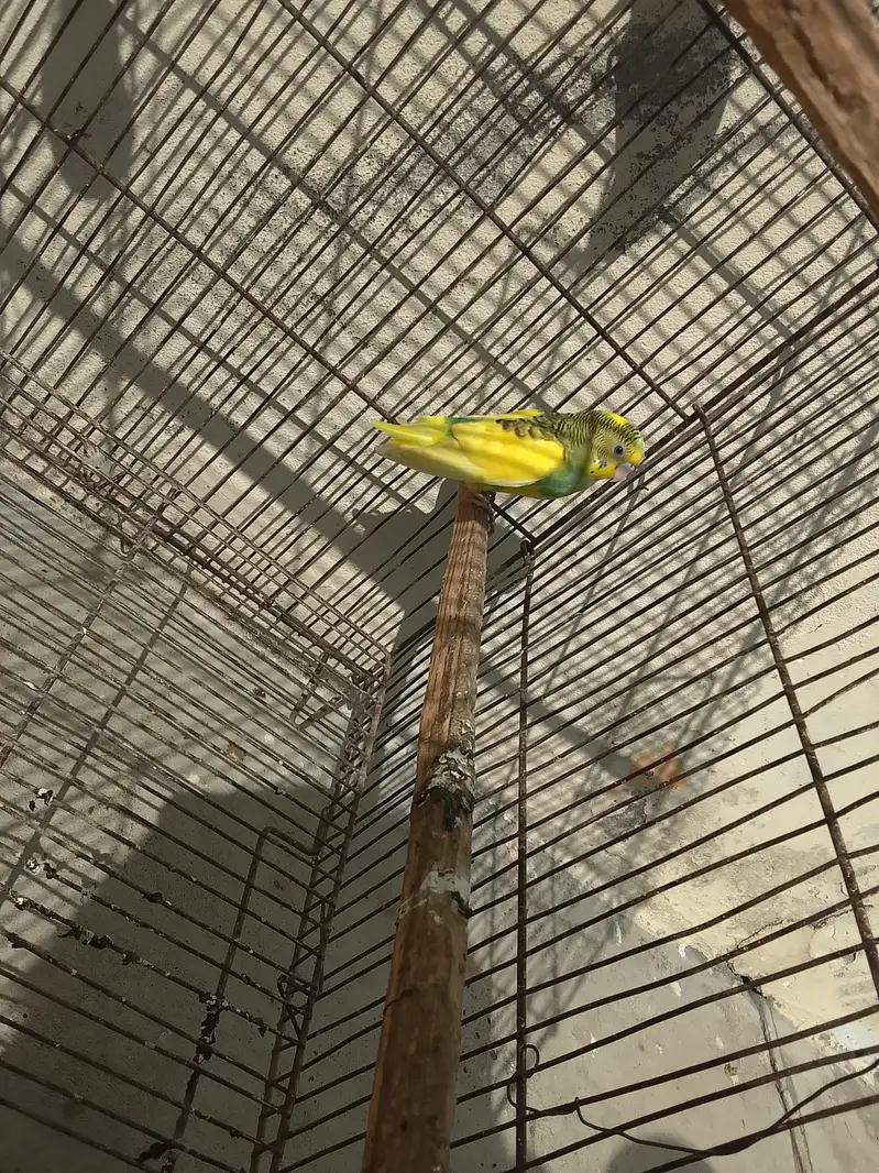 Australian Parrot Urgent for sale — photo 3