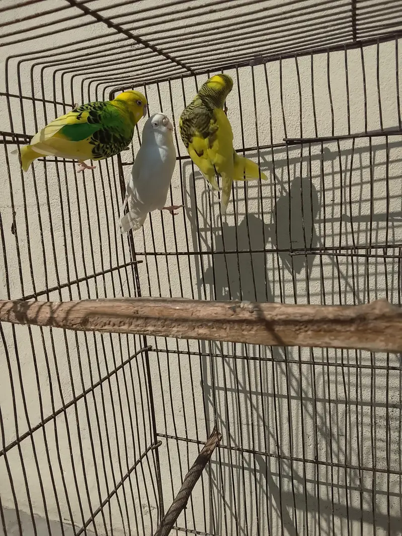 Australian Parrot Urgent for sale — photo 4