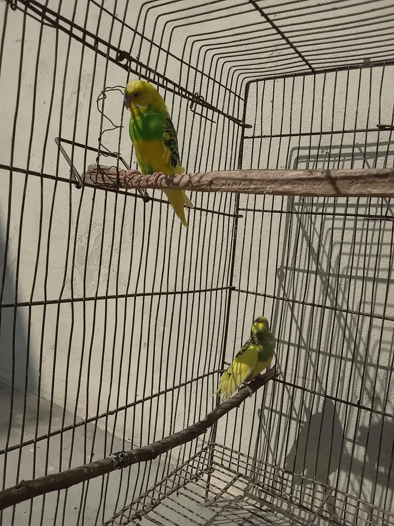 Australian Parrot Urgent for sale — photo 5