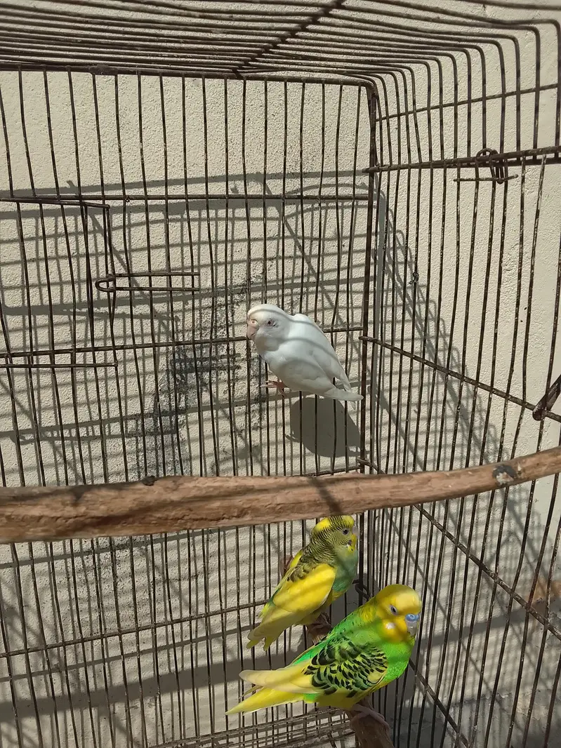 Australian Parrot Urgent for sale — photo 6