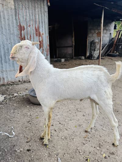 White Rajanpuri Gulabi Male Goat
