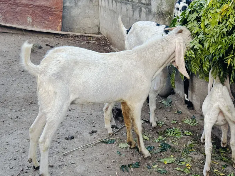 White Rajanpuri Gulabi Male Goat — photo 2