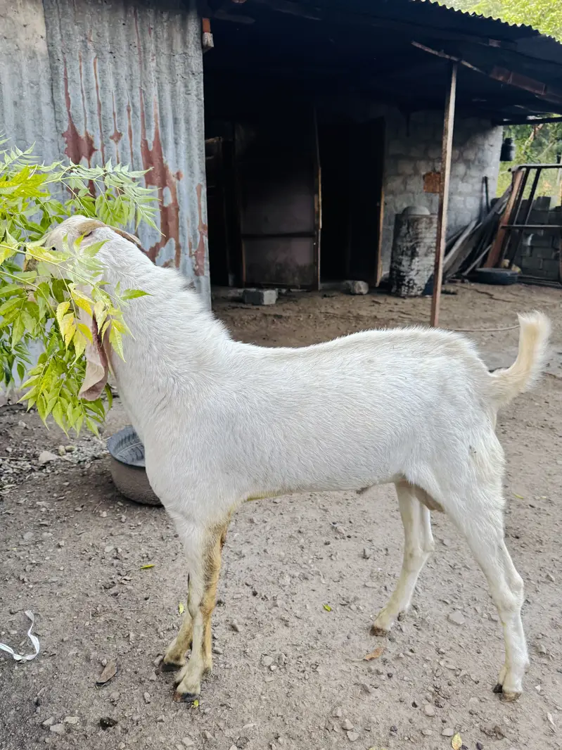 White Rajanpuri Gulabi Male Goat — photo 3