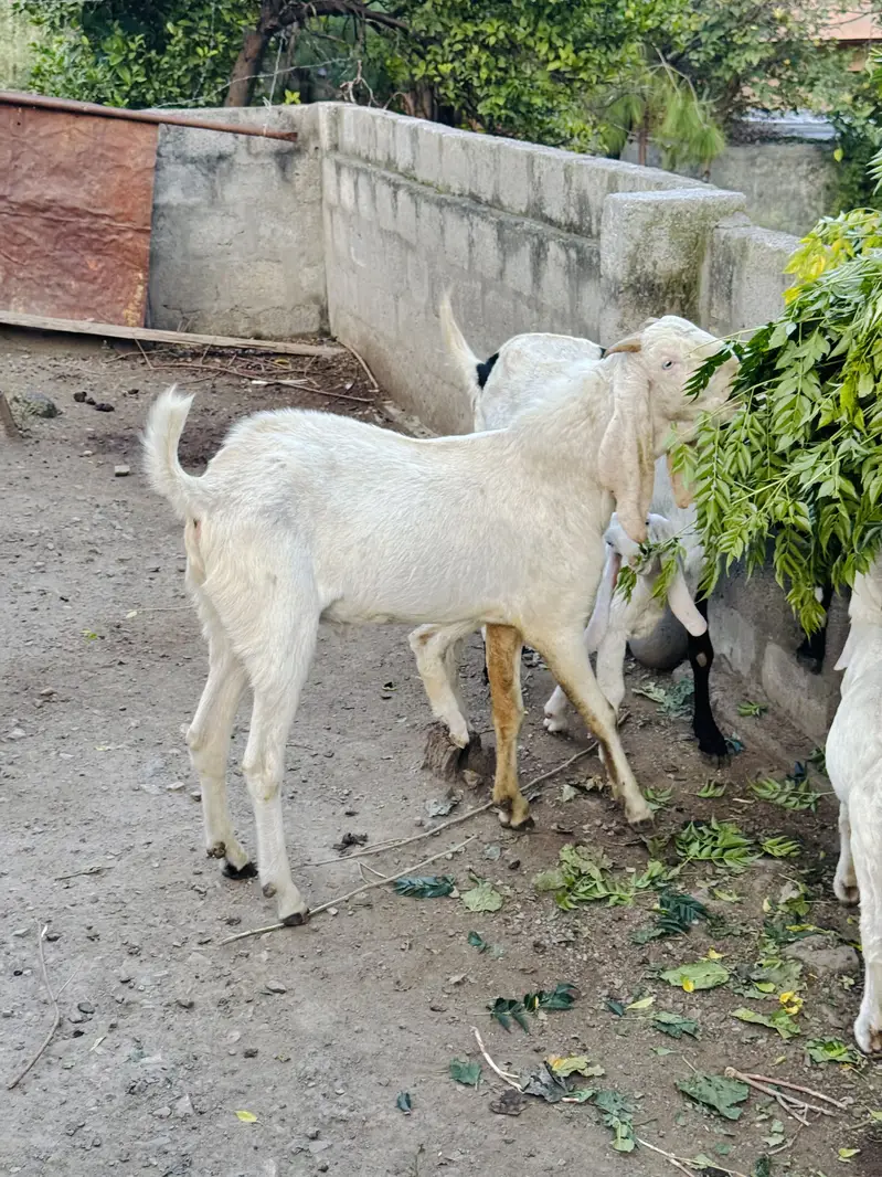 White Rajanpuri Gulabi Male Goat — photo 4