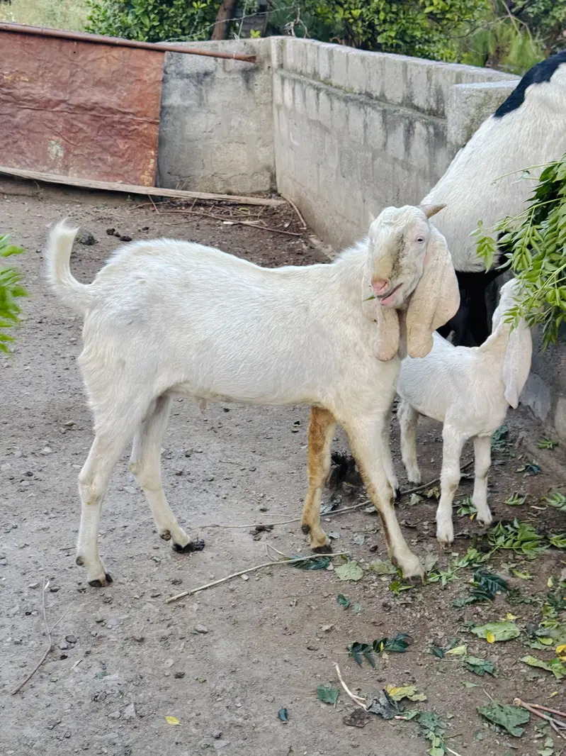 White Rajanpuri Gulabi Male Goat — photo 5