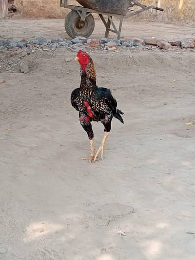 ASEEL MUGRA JAWA