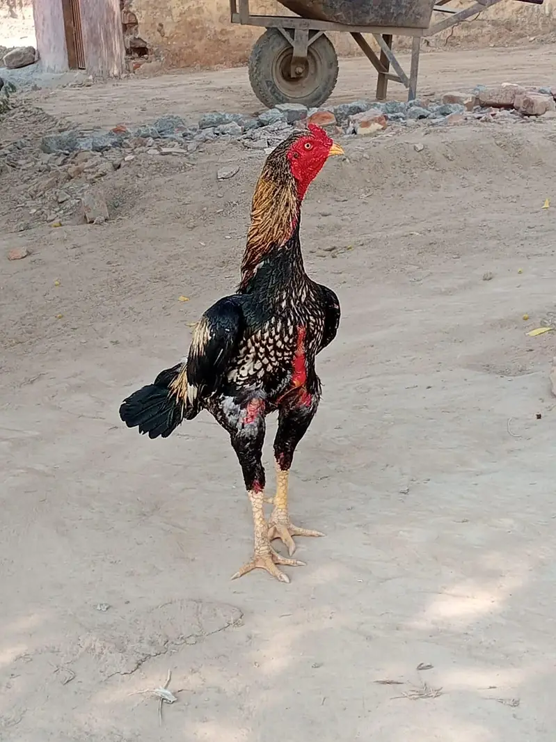 ASEEL MUGRA JAWA — photo 2