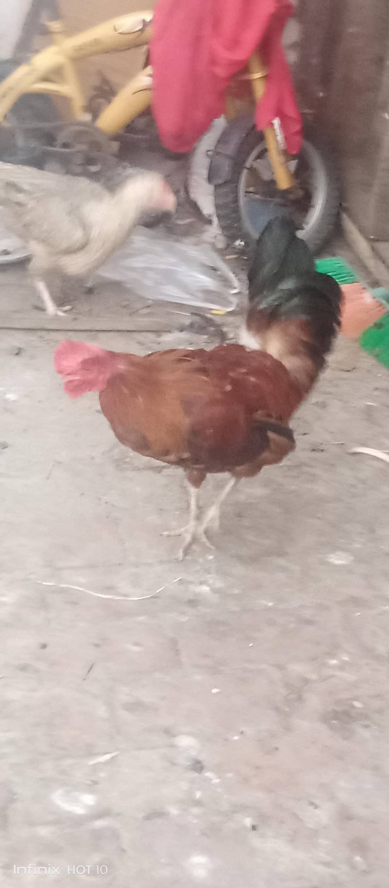desi murga 0