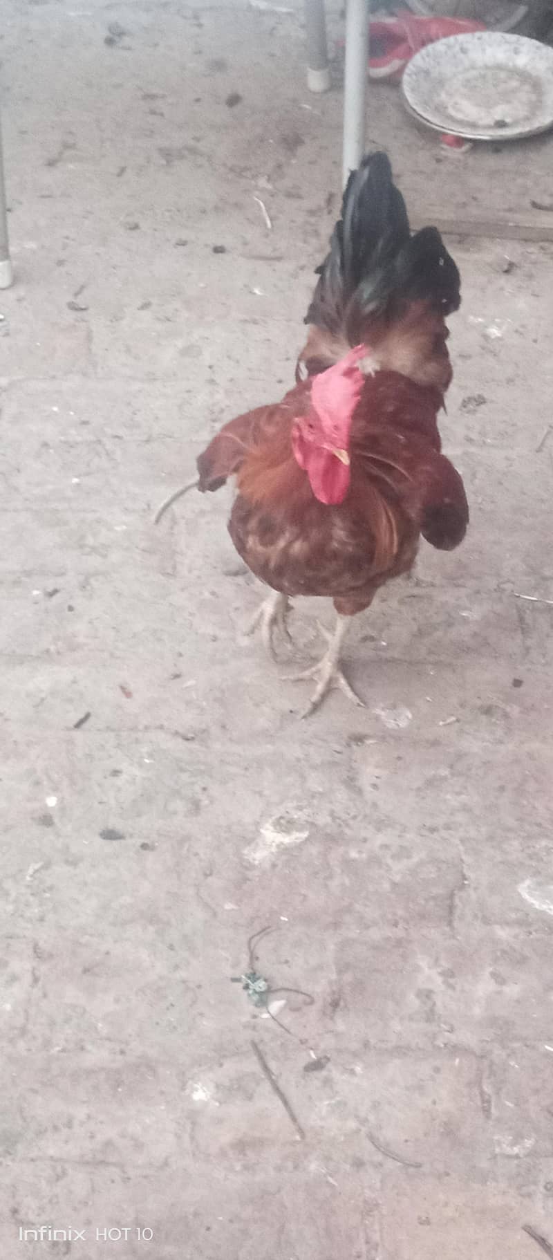 desi murga 1