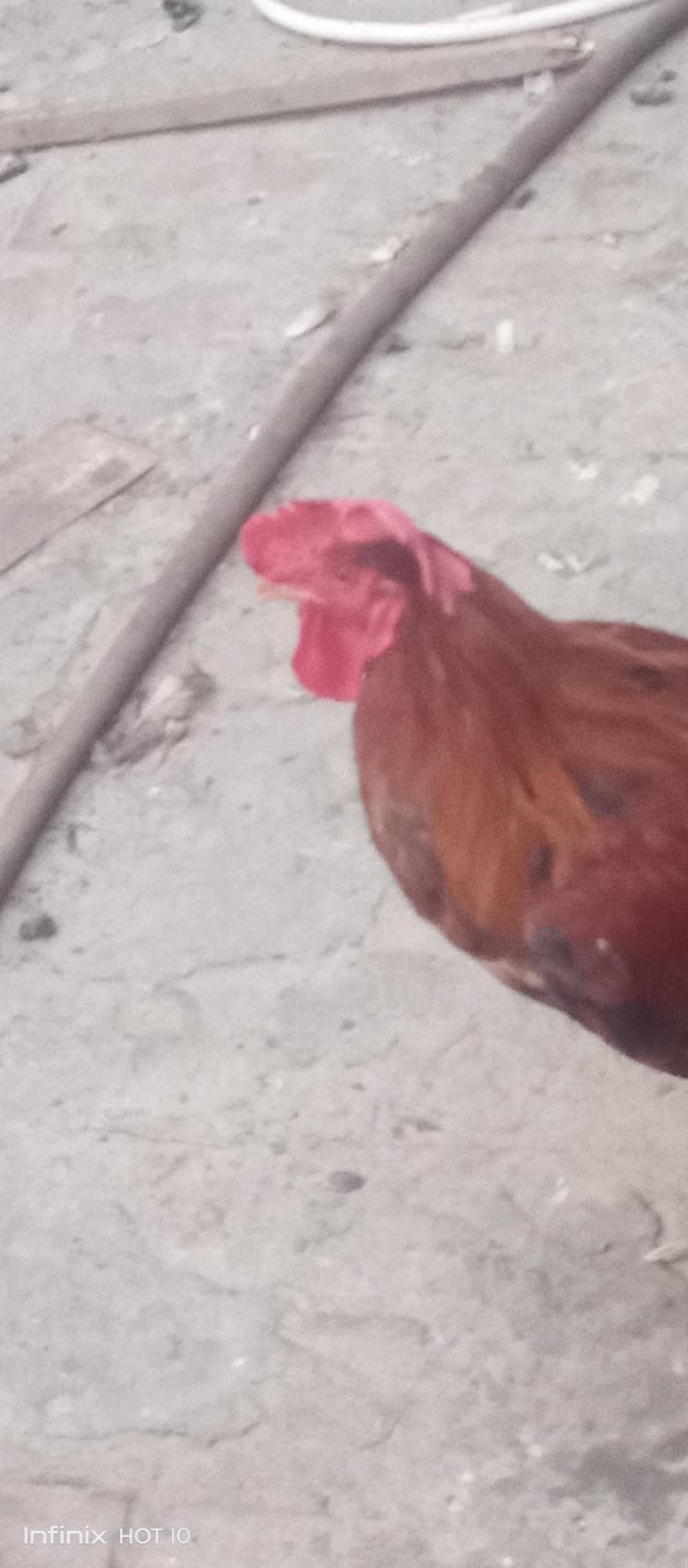 desi murga 2