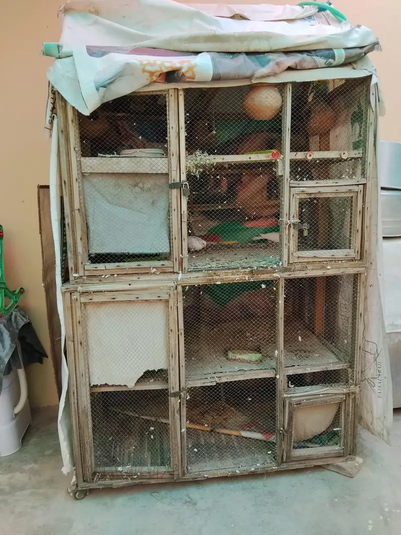 birds cage. — photo 3