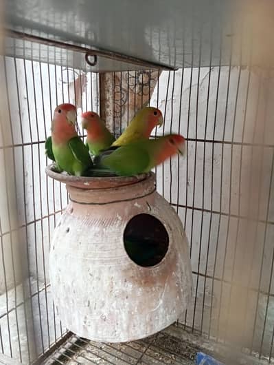 Peach faced Lovebirds