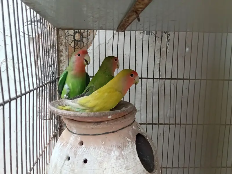 Peach faced Lovebirds — photo 2