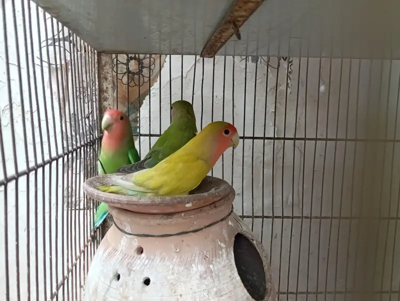 Peach faced Lovebirds — photo 3