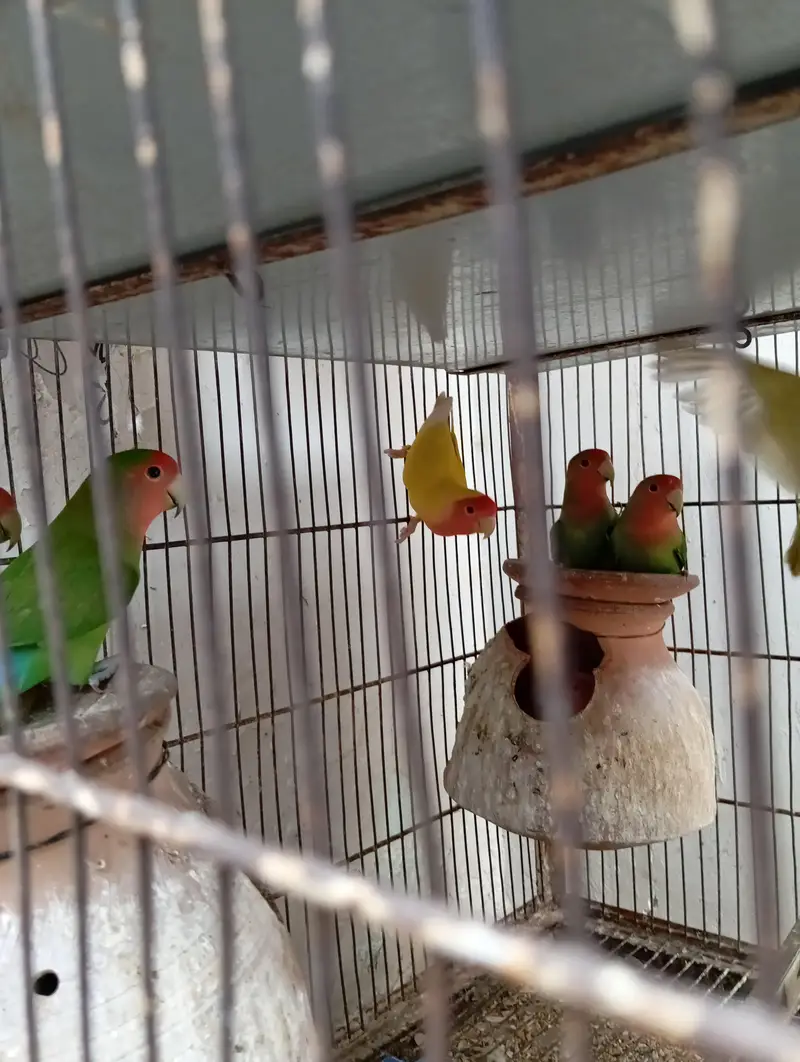 Peach faced Lovebirds — photo 4