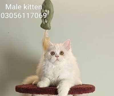 persian triple coat male and female kittens 0305/611/70/69