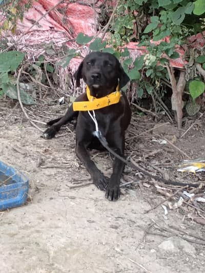 Black female Labrador