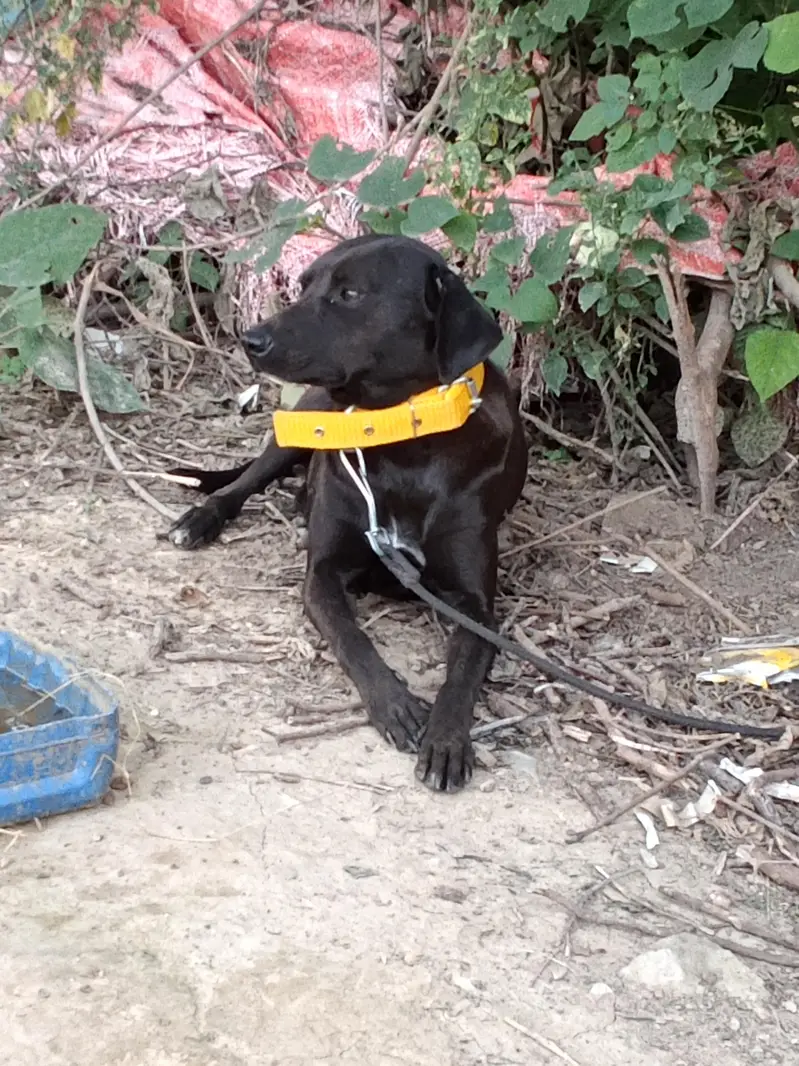 Black female Labrador — photo 2
