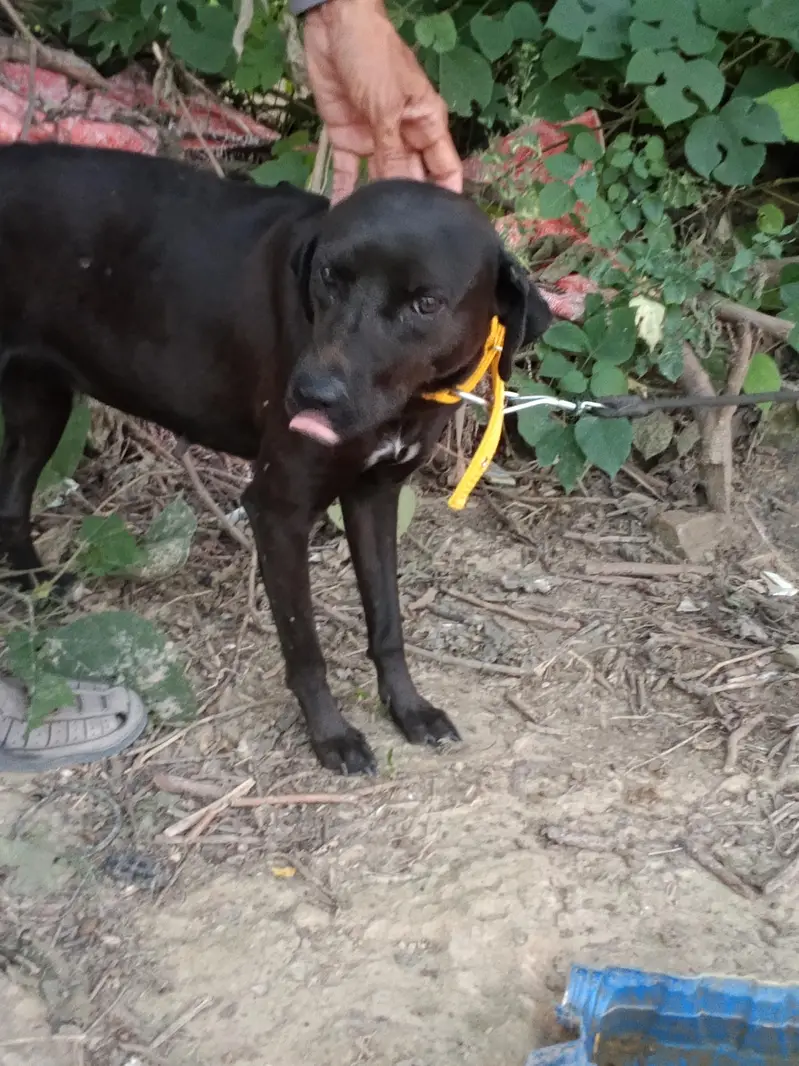 Black female Labrador — photo 3
