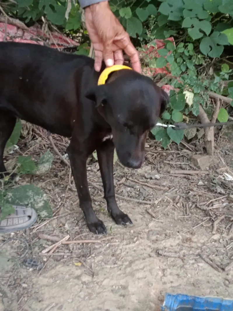 Black female Labrador — photo 4