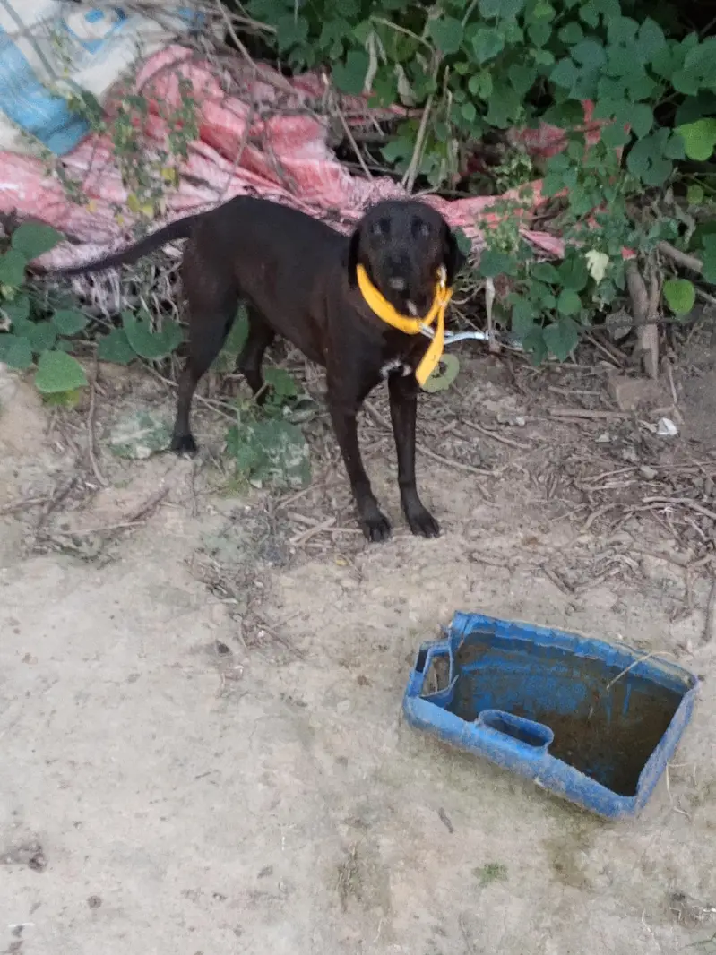 Black female Labrador — photo 5