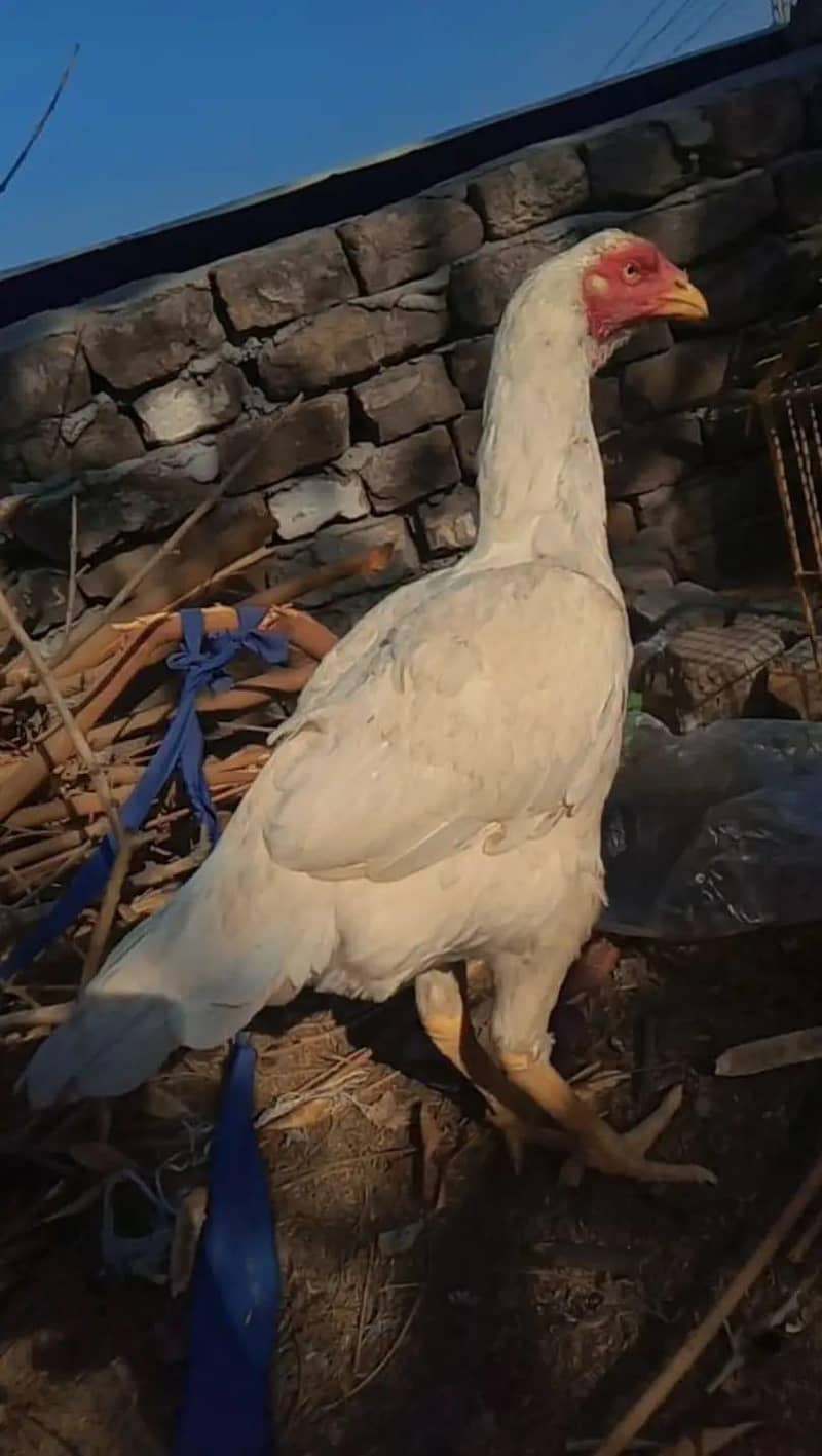 white aseel 2