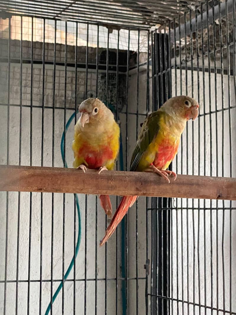 Pineapple Conure Pair red factor 0
